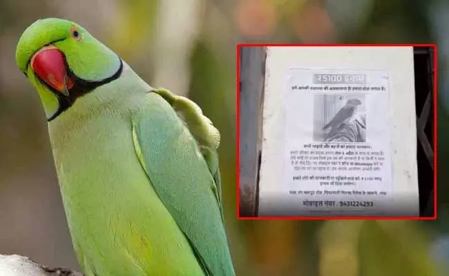 parrot missing : పాపం చిలుక ఎగిరిపోయిందట.. పట్టిస్తే నజరానా.. !