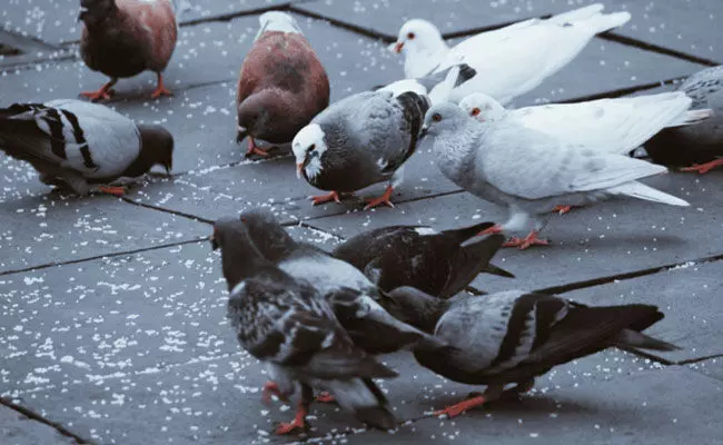 pigeon droppings can cause allergies: పావురాలతో అలెర్జీ వస్తుందా.. పరిశోధనలు ఏం చెబుతున్నాయంటే..
