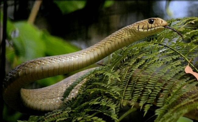 పాము మాంసం వండి విక్రయిస్తున్న వ్యక్తి.. పాము మాంసం వండి విక్రయిస్తున్న వ్యక్తి..