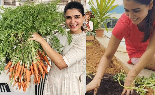 మా తోటలో పండిన క్యారెట్లు.. ఈ వారం వంటలన్నీ వాటితోనే మా తోటలో పండిన క్యారెట్లు.. ఈ వారం వంటలన్నీ వాటితోనే