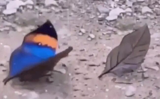 ఎండిన ఆకులో అందాల్ని దాచుకున్న సీతాకోకచిలుక.. వీడియో వైరల్