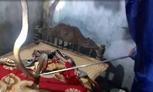 బెడ్‌రూంలోకి పాము దూరి మంచం ఎక్కి..