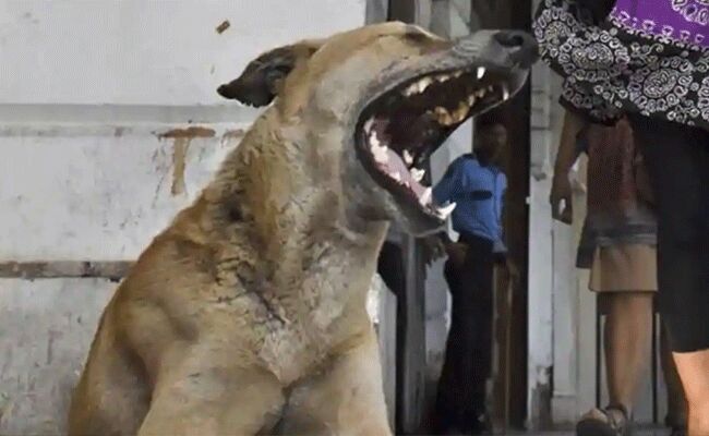 వీధి కుక్కను తప్పించబోయి తల్లిని..