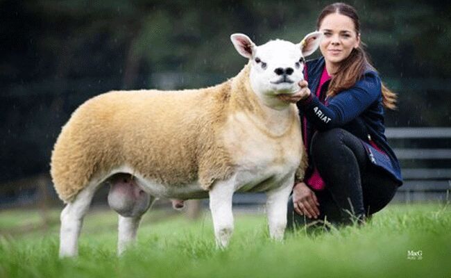 ఇది గొర్రెకాదు డబుల్ డైమండ్.. అందుకే రేటు కోట్లలో..