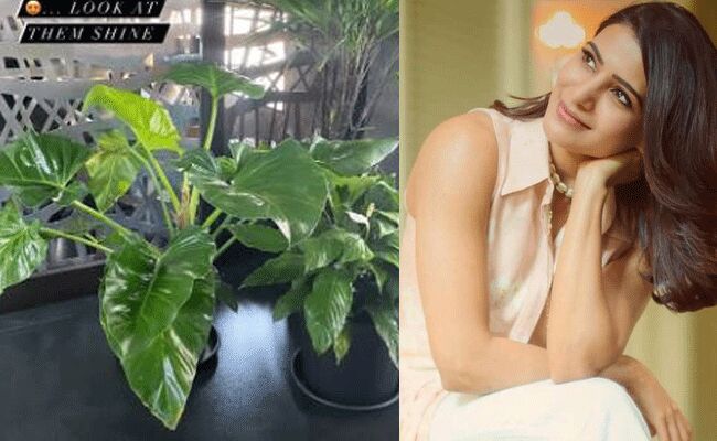 మొక్కలకు పాలు పోస్తే.. సమంత కొత్త టిప్ మొక్కలకు పాలు పోస్తే.. సమంత కొత్త టిప్