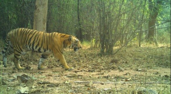 జయశంకర్ భూపాలపల్లి జిల్లా అడవుల్లో పెద్దపులి సంచారం జయశంకర్ భూపాలపల్లి జిల్లా అడవుల్లో పెద్దపులి సంచారం