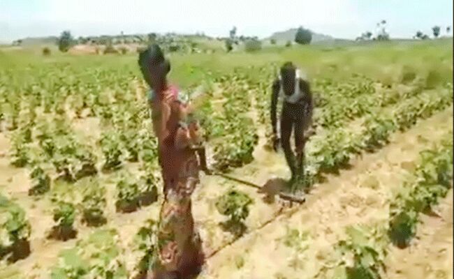 ఈ కష్టం చూశారా.. ఇల్లాలినే కాడెద్దుగా పత్తిచేలో కలుపు తీస్తున్న రైతు ఈ కష్టం చూశారా.. ఇల్లాలినే కాడెద్దుగా పత్తిచేలో కలుపు తీస్తున్న రైతు