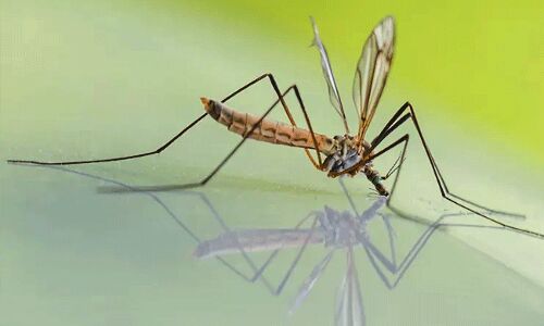 దోమలను తరిమేందుకు గుడ్డు పెంకులను కాల్చి..