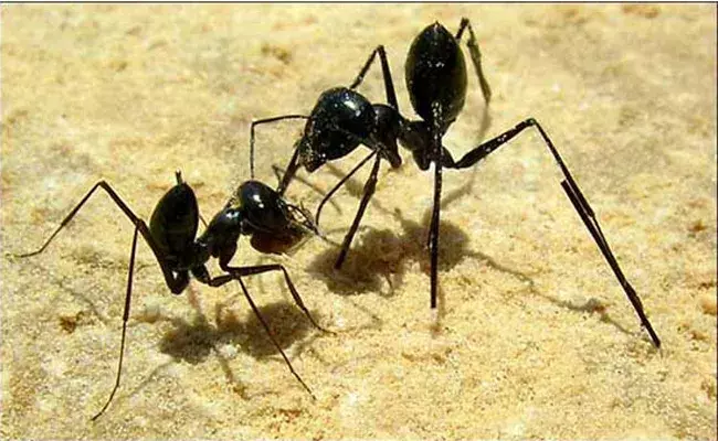 చీమలు ఎలా శానిటైజ్ చేసుకుంటాయో తెలుసా..? చీమలు ఎలా శానిటైజ్ చేసుకుంటాయో తెలుసా..?