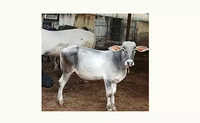 యూపీలో విషాదం.. దూడను కాపాడే ప్రయత్నంలో ఐదుగురు మృతి యూపీలో విషాదం.. దూడను కాపాడే ప్రయత్నంలో ఐదుగురు మృతి
