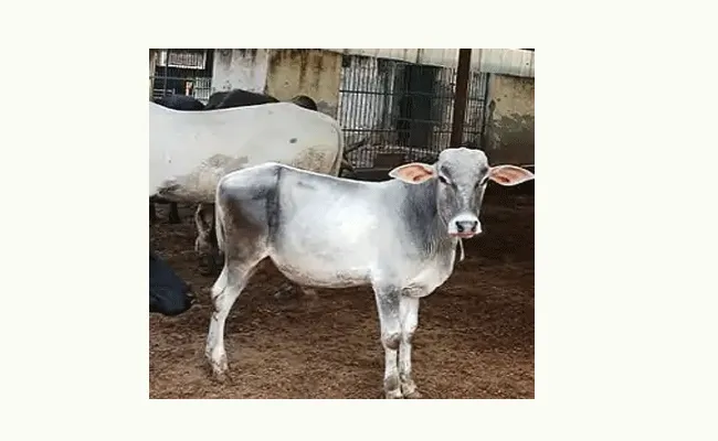 యూపీలో విషాదం.. దూడను కాపాడే ప్రయత్నంలో ఐదుగురు మృతి యూపీలో విషాదం.. దూడను కాపాడే ప్రయత్నంలో ఐదుగురు మృతి