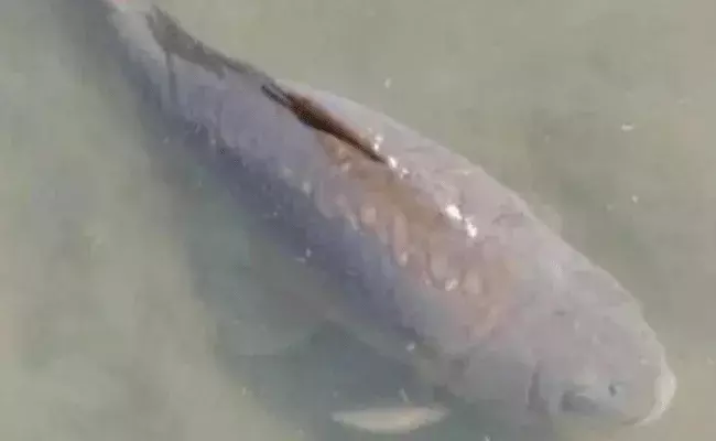 చేప మరణం.. అధ్యక్షుడి సంతాపం