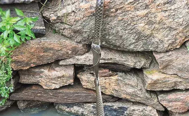 పాముల పంతం.. చేపకు పునర్జన్మ..