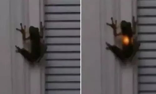 మిణుగురు పురుగును కప్ప మింగితే..