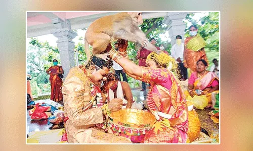 కొత్త జంట తలలపై దూకి వానరం చేసిన పని చూస్తే.. కొత్త జంట తలలపై దూకి వానరం చేసిన పని చూస్తే..