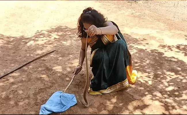 చీర కట్టి.. పామును పట్టి..: వీడియో వైరల్