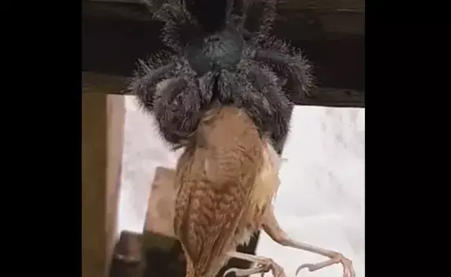 మహా ముదురు సాలీడు.. పక్షిని గుటకాయ స్వాహ.. వీడియో వైరల్ మహా ముదురు సాలీడు.. పక్షిని గుటకాయ స్వాహ.. వీడియో వైరల్