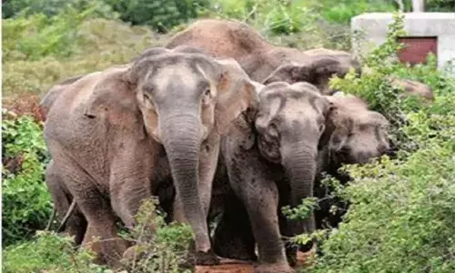 చిత్తూరులో ఏనుగుల బీభత్సం