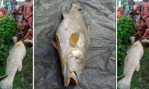 బామ్మ వలలో భలే చేప.. 52 కిలోలు మరి..