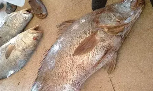 అరుదైన చేపలు.. లక్షల్లో ధరలు