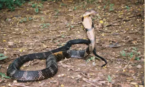 15 అడుగుల గిరి నాగు.. ఇది కాని కాటేస్తే..