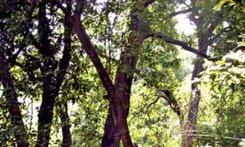 తిరుపతి శేషాచలం అడవుల్లో మరోసారి అలజడి.. 40మంది స్మగ్లర్లు..