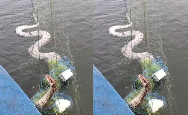 వలలో చిక్కిన భారీ కొండచిలువ..