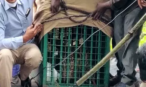 ఆవుదూడలను తినడానికి వెళ్లి బోనులో పడిన చిరుత