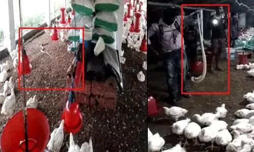 కోళ్ల ఫారంలో కోబ్రా..ధవళ వర్ణం నుంచి పసుపు వర్ణంలోకి.. కోళ్ల ఫారంలో కోబ్రా..ధవళ వర్ణం నుంచి పసుపు వర్ణంలోకి..