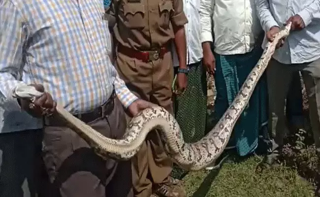 గ్రామస్తుల కళ్లముందే ఐదు కుందేళ్లను మింగేసిన కొండచిలువ గ్రామస్తుల కళ్లముందే ఐదు కుందేళ్లను మింగేసిన కొండచిలువ