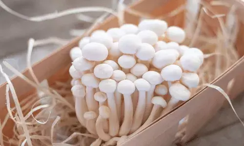 పుట్టగొడుగుల్లో యాంటీ ఆక్సిడెంట్లు.. కరోనా కంట్రోల్: సీసీఎంబీ పుట్టగొడుగుల్లో యాంటీ ఆక్సిడెంట్లు.. కరోనా కంట్రోల్: సీసీఎంబీ