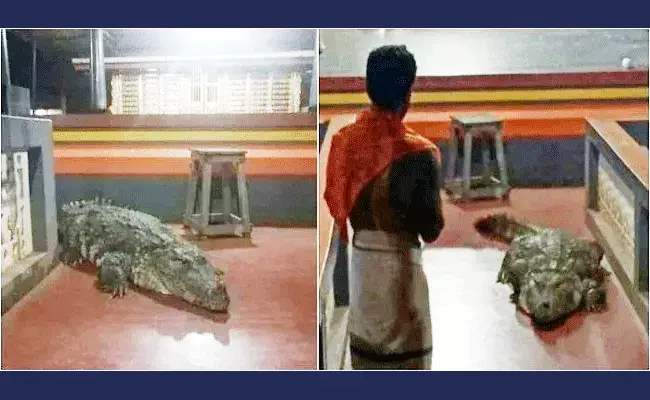 ఆలయంలో అద్భుతం.. పూజారి మాట విన్న మొసలి..