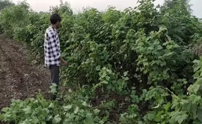 పత్తి రైతును నట్టేట ముంచిన నాసిరకం విత్తనాలు పత్తి రైతును నట్టేట ముంచిన నాసిరకం విత్తనాలు