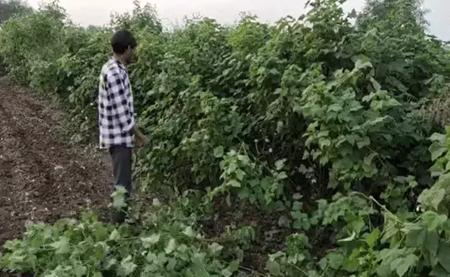 పత్తి రైతును నట్టేట ముంచిన నాసిరకం విత్తనాలు