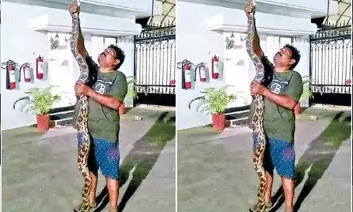 కార్యాలయంలో కొండ చిలువ.. కార్యాలయంలో కొండ చిలువ..