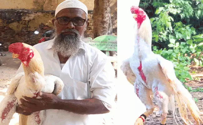 ఎక్కడైనా విన్నారా.. గుడ్డు వెయ్యి రూపాయలు, పుంజు లక్ష రూపాయలట ఎక్కడైనా విన్నారా.. గుడ్డు వెయ్యి రూపాయలు, పుంజు లక్ష రూపాయలట