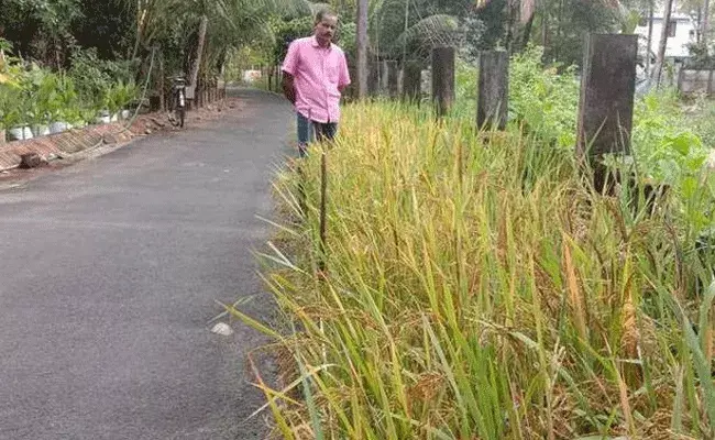 వరి పంట.. రోడ్డు పక్కన కూడా వేసుకోవచ్చునంట