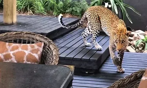 రెస్టారెంట్లో చిరుత.. ఎలా తప్పించుకోవాలో తెలియక.. రెస్టారెంట్లో చిరుత.. ఎలా తప్పించుకోవాలో తెలియక..