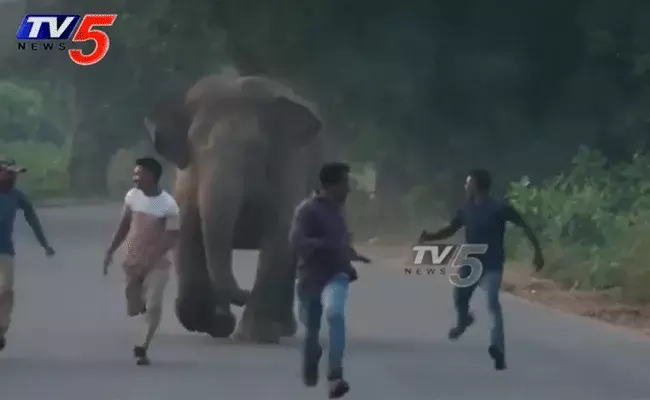 చిత్తూరు జిల్లాలో ఏనుగుల గుంపు హల్‌చల్‌