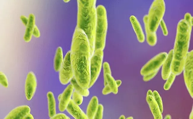 కరోనాకి తోడు బ్రూసెలోసిస్.. 6వేల మంది ఆ వ్యాధి బారిన..