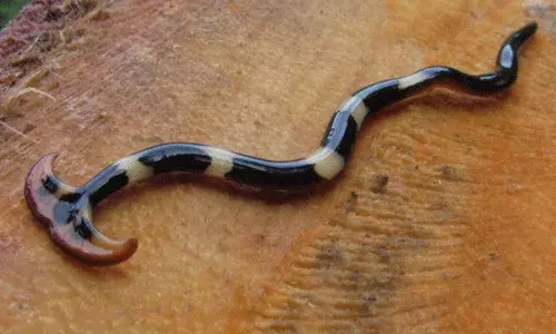 ఇంట్లో కనిపించిన వింత పాము.. అధికారులు షాక్