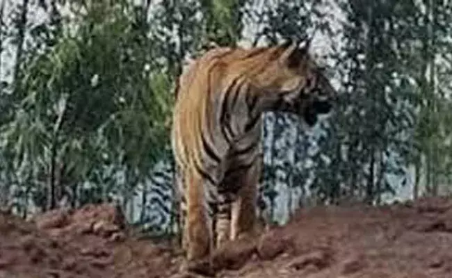 యువకుడిని అడవిలోకి లాక్కెళ్లిన పెద్దపులి..ఒకటా లేక మరో పులి కూడా ఉందా? యువకుడిని అడవిలోకి లాక్కెళ్లిన పెద్దపులి..ఒకటా లేక మరో పులి కూడా ఉందా?