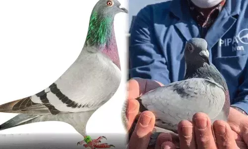 వామ్మో.. పావురానికి రూ.11 కోట్లా.. ఎందుకో అంత డిమాండ్