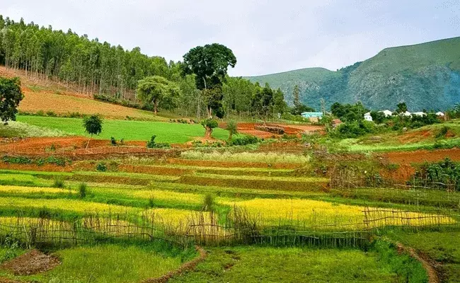 అరకులో శీతాకాల అందాలు..పసుపు చీర కట్టుకున్న పెళ్లికూతురులా ముస్తాబు!