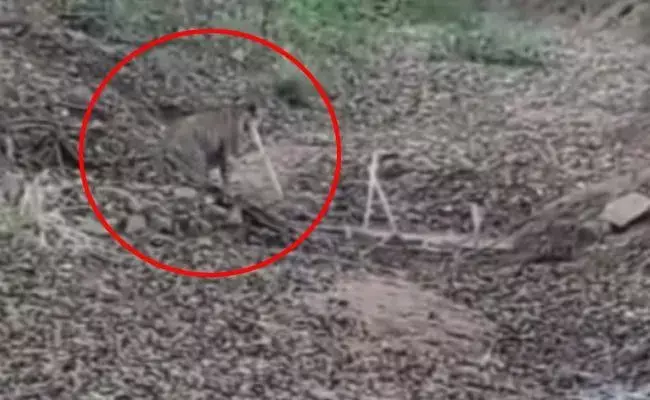 పెద్దపులికోసం దహేగాం అడవుల్లో అన్వేషణ