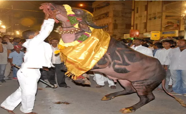 గ్రేటర్ హైదరాబాద్లో ధూంధాంగా సదర్ ఉత్సవాలు గ్రేటర్ హైదరాబాద్లో ధూంధాంగా సదర్ ఉత్సవాలు