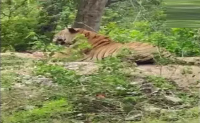 10 రోజులుగా అడవిని జల్లెడపడుతున్నా కనిపించని పులి జాడ