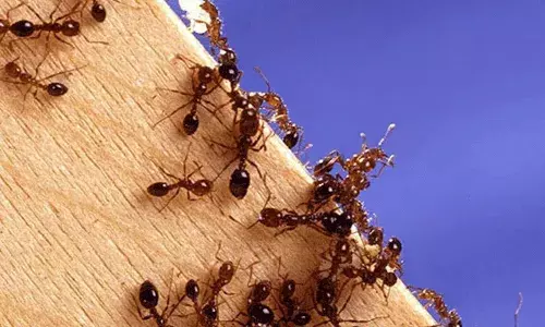 యువతి ప్రాణం తీసిన చీమలు.. యువతి ప్రాణం తీసిన చీమలు..