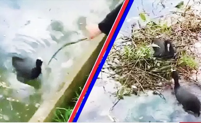 థ్యాంక్యూ సో మచ్ అబ్బాయ్.. గూడు కట్టుకోవడానికి చాలా హెల్ప్ చేశావు.. వీడియో థ్యాంక్యూ సో మచ్ అబ్బాయ్.. గూడు కట్టుకోవడానికి చాలా హెల్ప్ చేశావు.. వీడియో