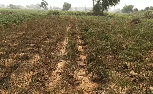 తెలంగాణలో మిర్చిపంటకు పట్టుకున్న మరో తెగులు